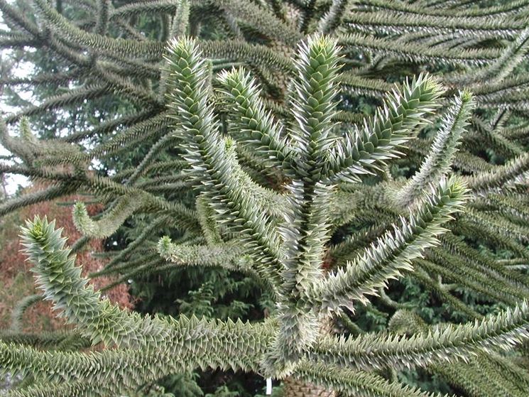 araucaria