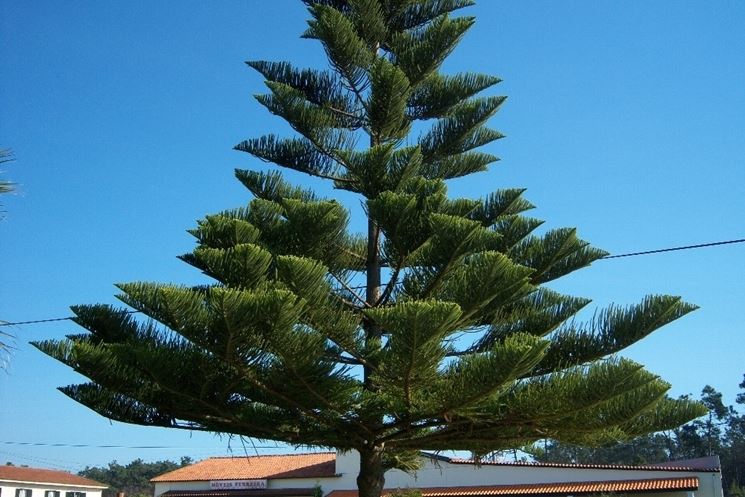 araucaria excelsa