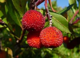 Corbezzolo  -  Arbutus 