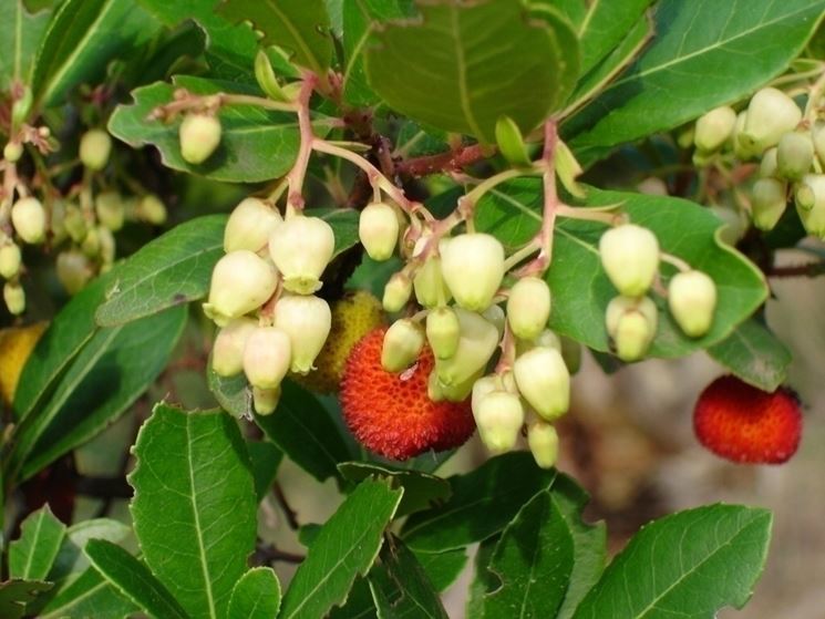 frutti e fiori corbezzolo