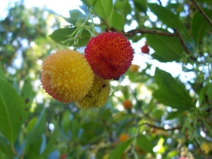 arbutus unen