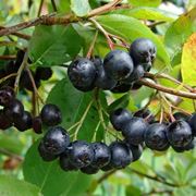 Aronia