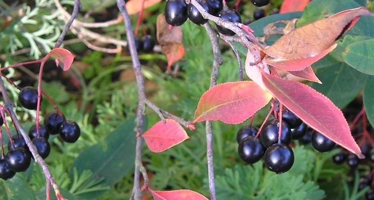 Descrizione Aronia