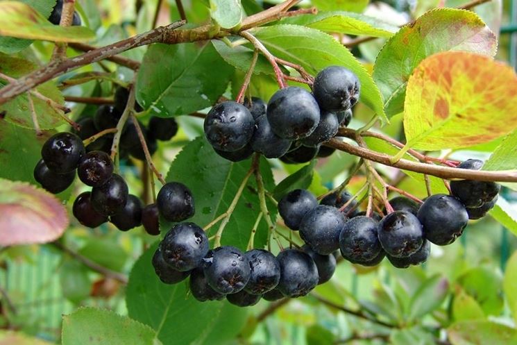 Aronia