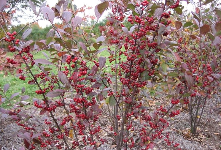 aronia bacche