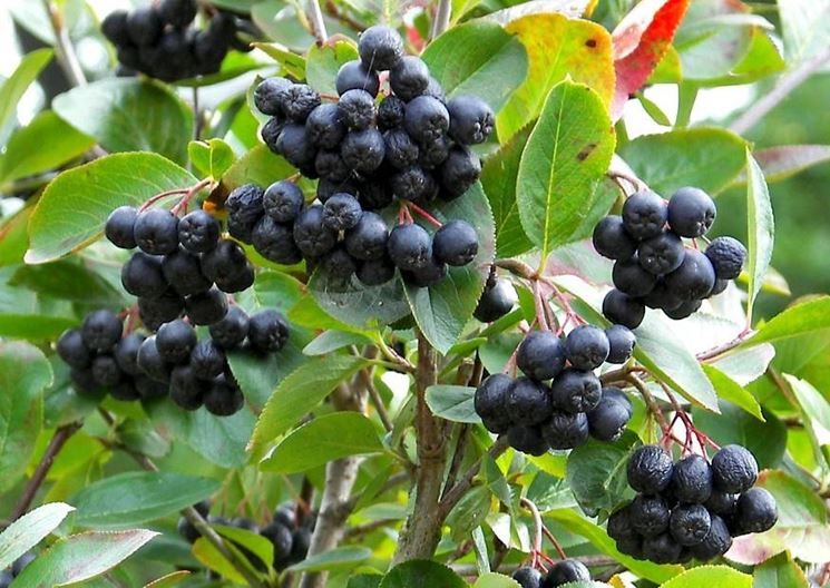  aronia
