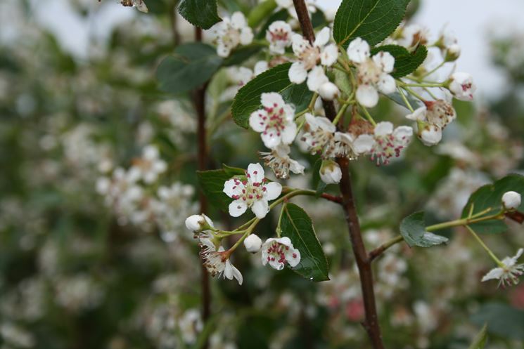 fiori aronia