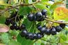 Aronia