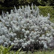 artemisia arborescens