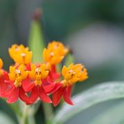 Asclepias