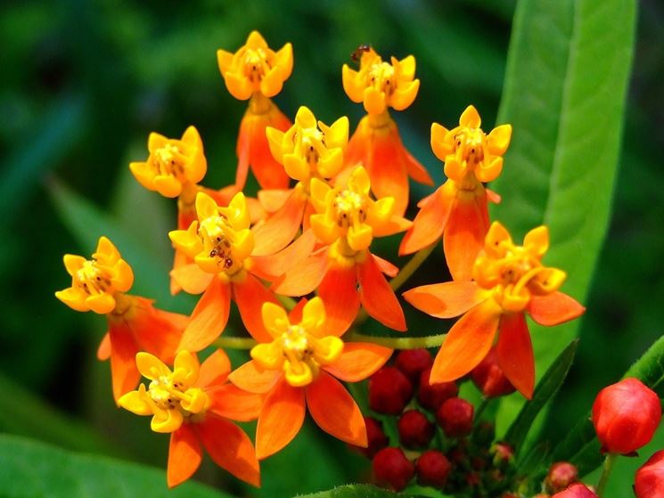 Asclepias