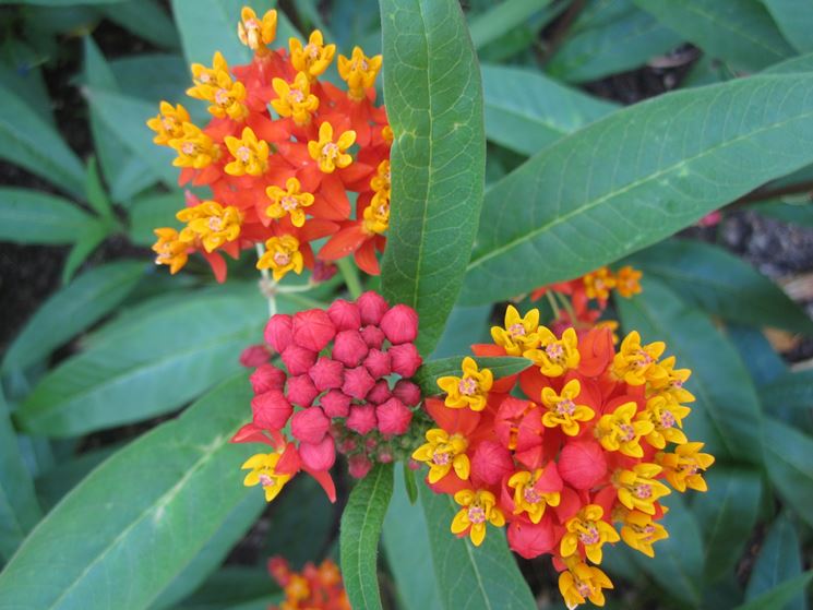 asclepias