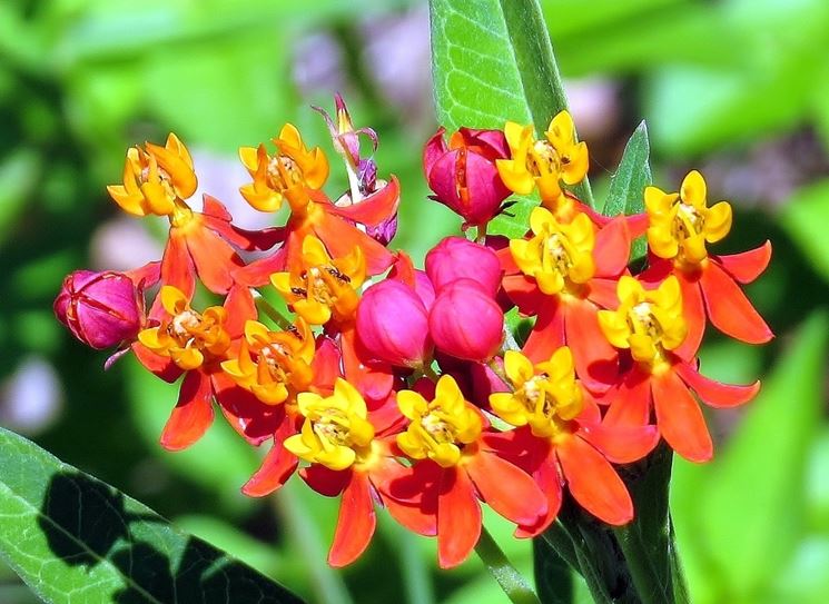 asclepias