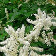 Astilbe 