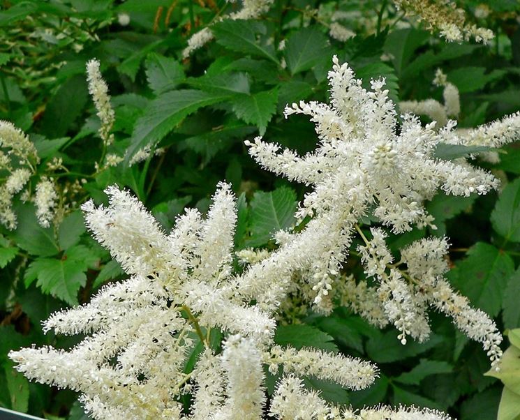 Astilbe 