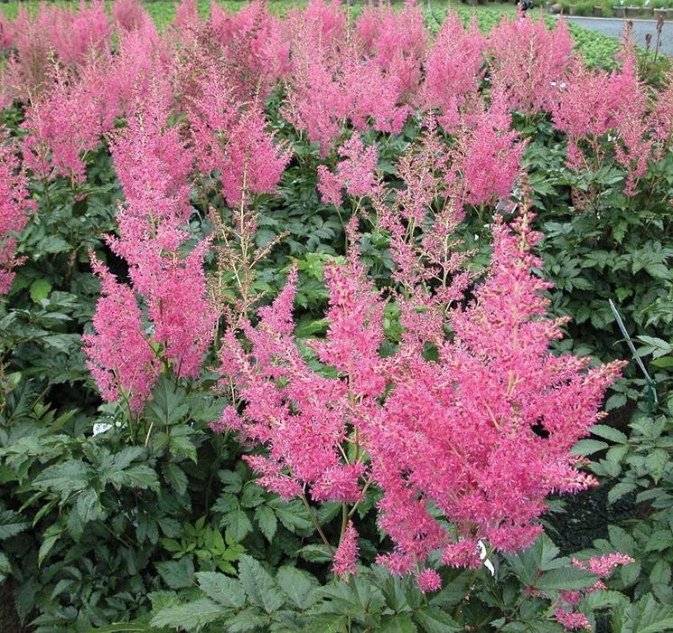 Astilbe 