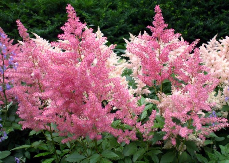 astilbe chinensis var taqu superba