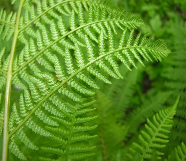 athyrium filix femina