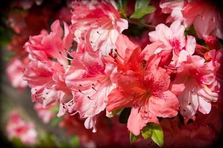 fiori azalea