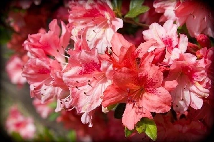 fiori azalea