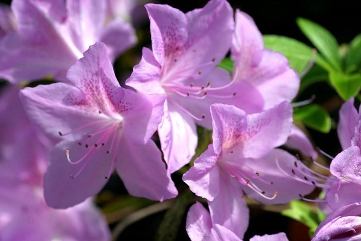 Temperature azalea