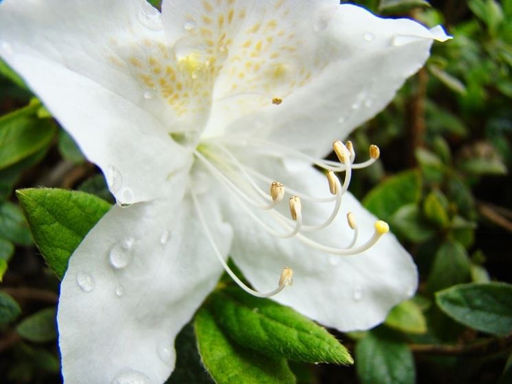 Azalea