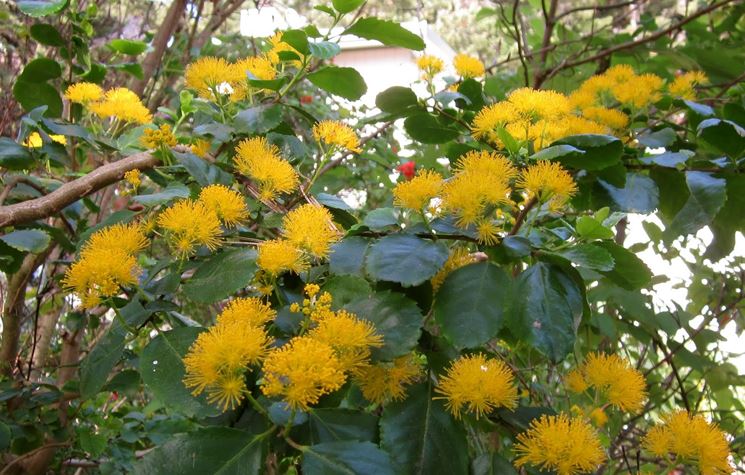 azara dentata