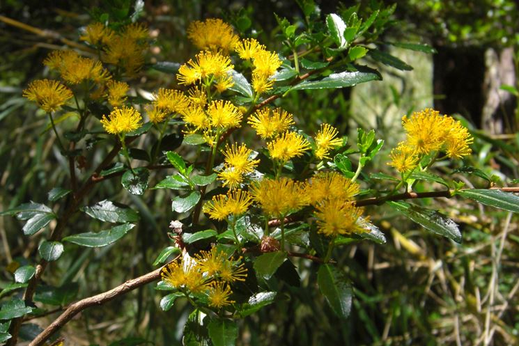 azara serrata