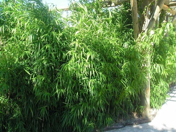 arundinaria japonica