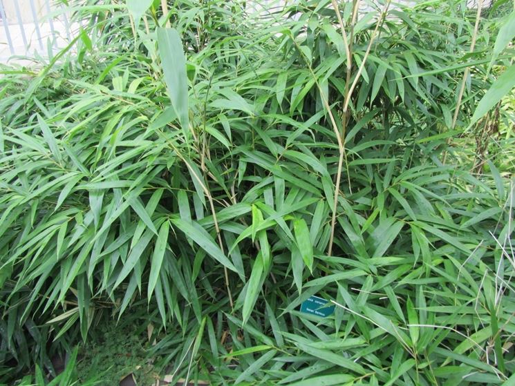 bambù nano