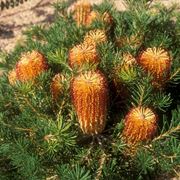 Banksia