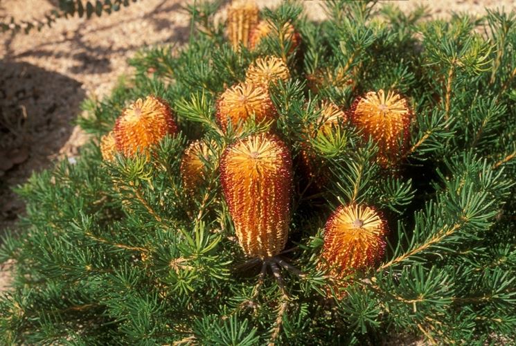 Banksia