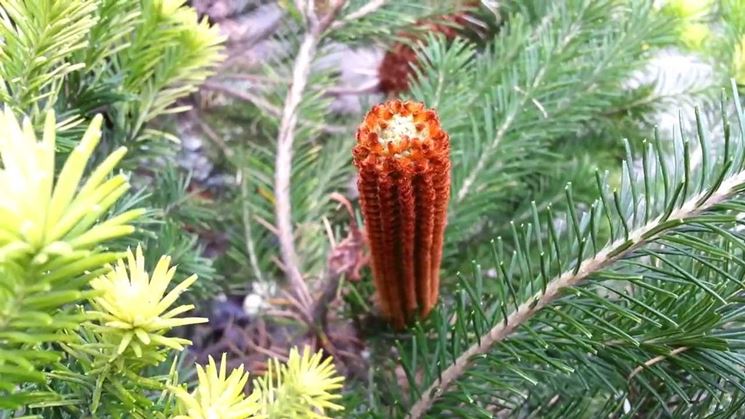 Banksia