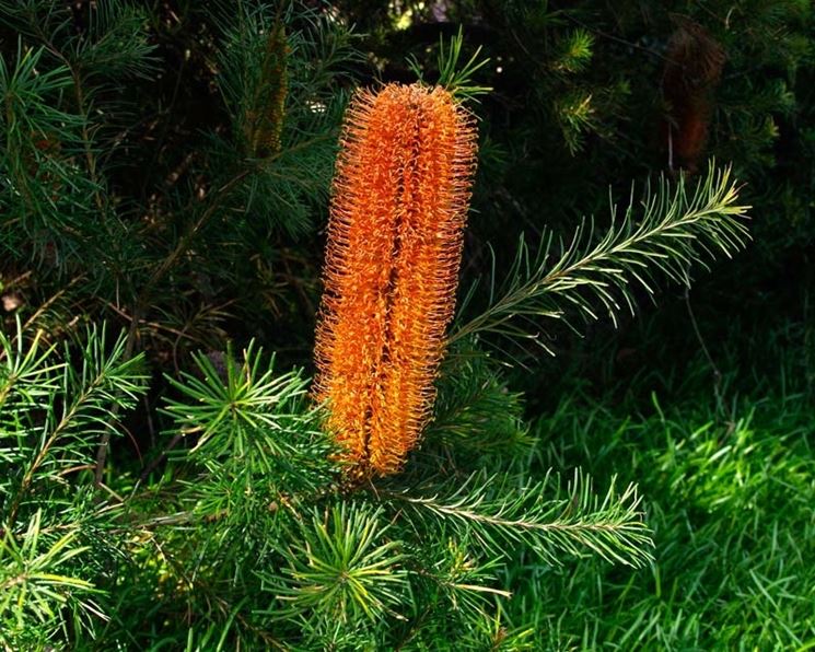 Banksia