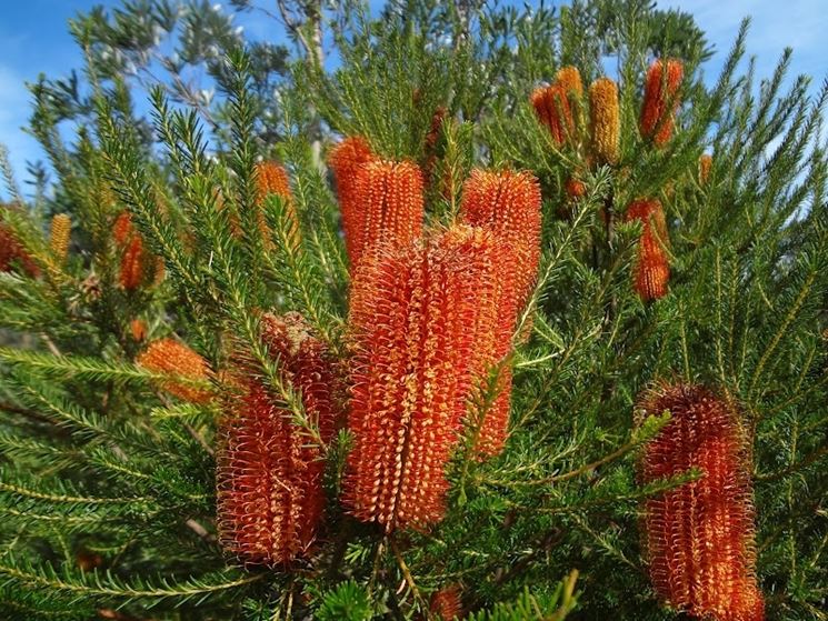 Banksia