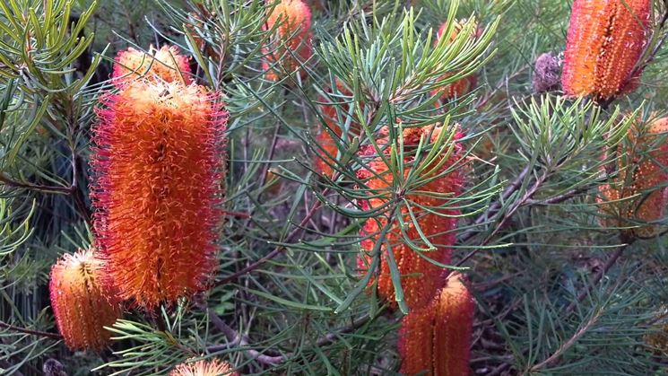 banksia