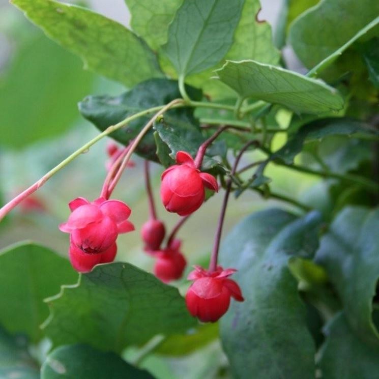 berberidopsis corallina