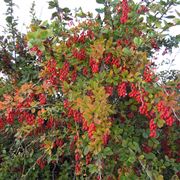 berberis  vulgaris