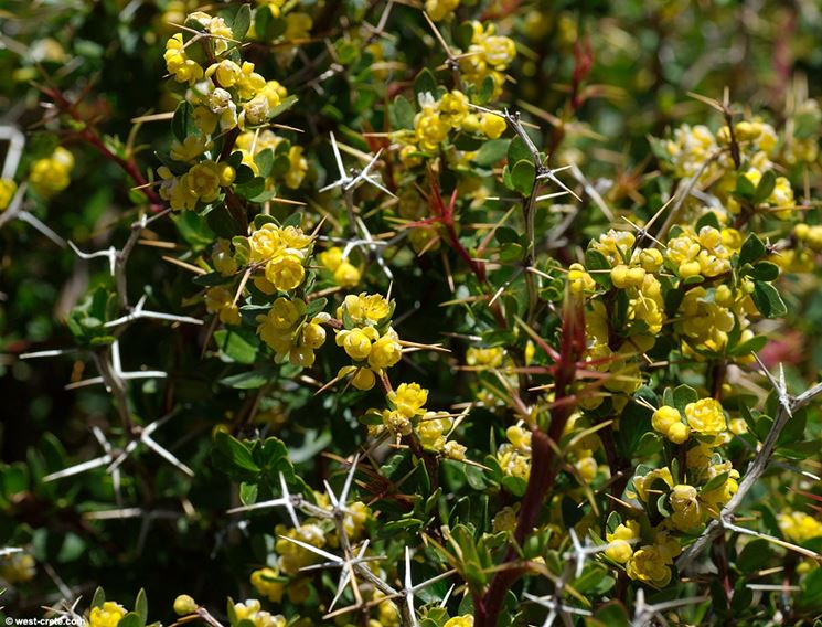 berberis  cretica