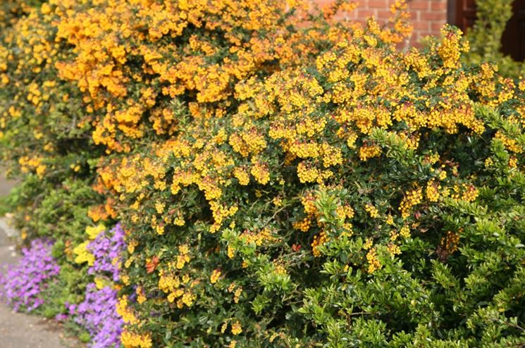 berberis darwinii