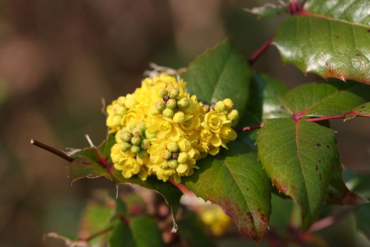 berberis aquifolium