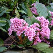 Bergenia 