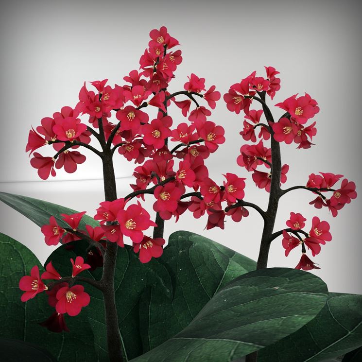 bergenia 