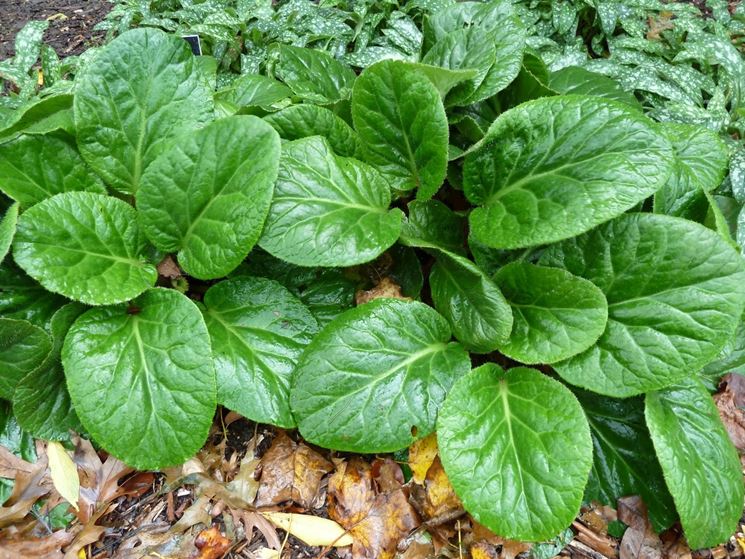 terreno bergenia