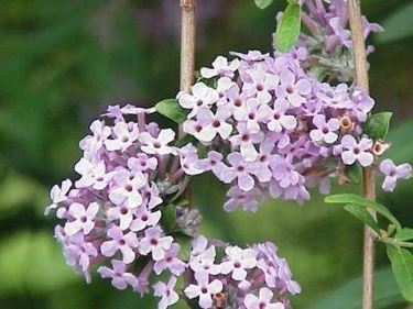 buddleia alternifolia