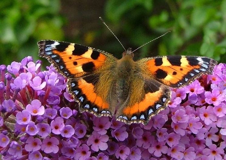 buddleia 