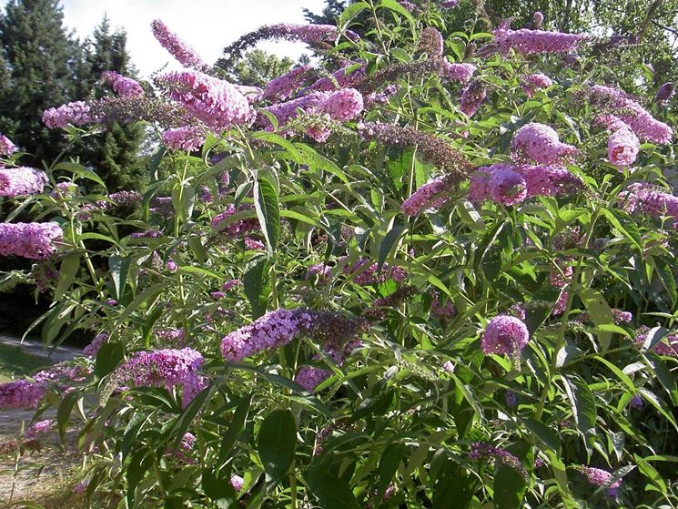 Buddleia davidii