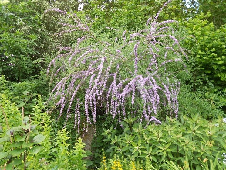 Buddleia alternifolia