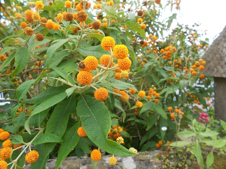 Buddleia globosa