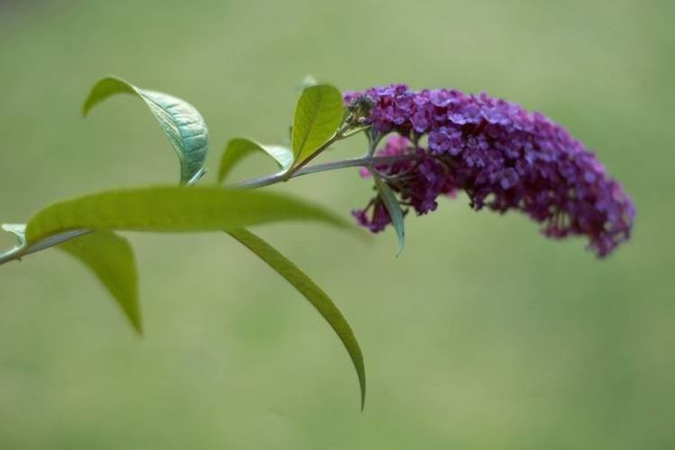 buddleia 